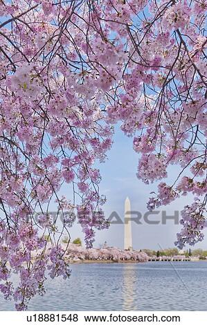 Cherry tree in blossom with Jefferson Memorial in background View Large Photo Image Stock Photo - Cherry tree in blossom with Jefferson Memorial in background. Fotosearch
