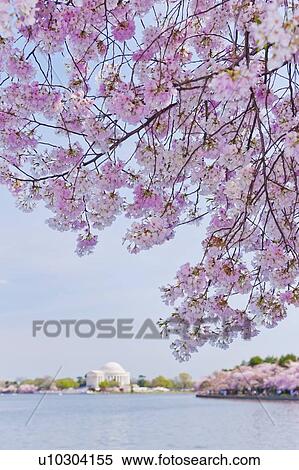 Cherry tree in blossom with Jefferson Memorial in background View Large Photo Image Stock Photography - Cherry tree in blossom with Jefferson Memorial in background. Fotosearch