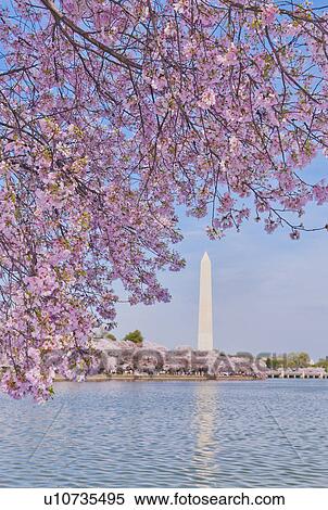 Stock Photography - Cherry tree in blossom with Jefferson Memorial in background. Fotosearch