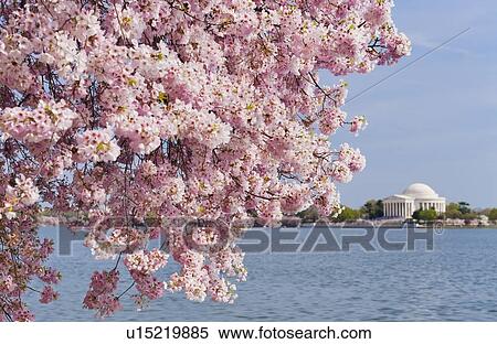 Cherry tree in blossom with Jefferson Memorial in background View Large Photo Image Stock Photography - Cherry tree in blossom with Jefferson Memorial in background. Fotosearch