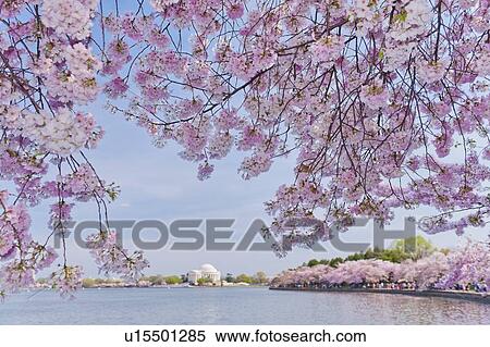 Cherry tree in blossom with Jefferson Memorial in background View Large Photo Image Stock Photography - Cherry tree in blossom with Jefferson Memorial in background. Fotosearch
