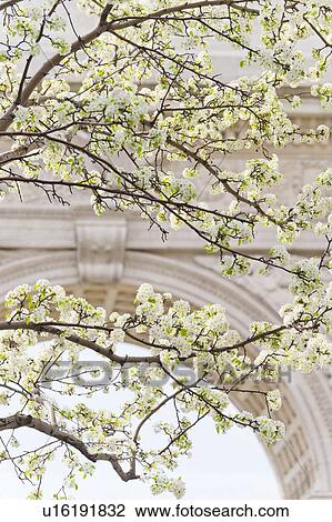 Stock Image - Close up of blooming trees in Washington Square Park. Fotosearch