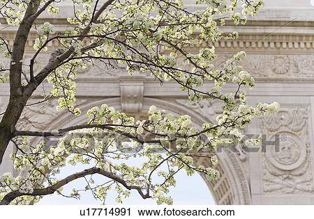 Stock Image - Close up of blooming trees in Washington Square Park. Fotosearch