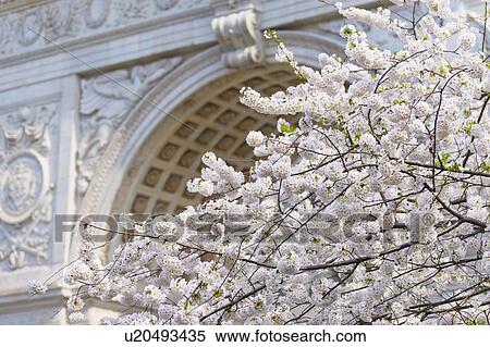 Stock Photography - Close up of blooming trees in Washington Square Park. Fotosearch