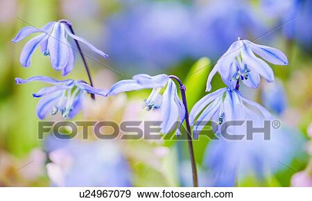 Close up of blue flowers View Large Photo Image Stock Photo - Close up of blue flowers. Fotosearch
