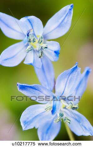 Stock Photography - Close up of blue flowers. Fotosearch