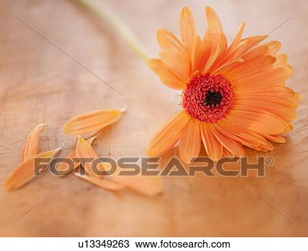 Close up of Chrysanthemum with fallen petals, studio shot View Large Photo Image Stock Image - Close up of Chrysanthemum with fallen petals, studio shot. Fotosearch