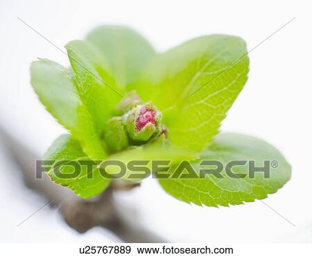 Close up of flower bud and green leaves View Large Photo Image Stock Photo - Close up of flower bud and green leaves. Fotosearch