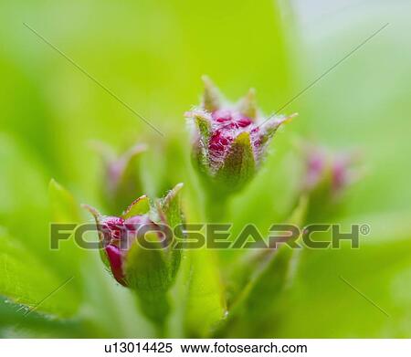 Stock Photography - Close up of flower bud and green leaves. Fotosearch