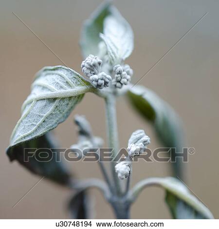 Picture - Close-up of flower bud. Fotosearch