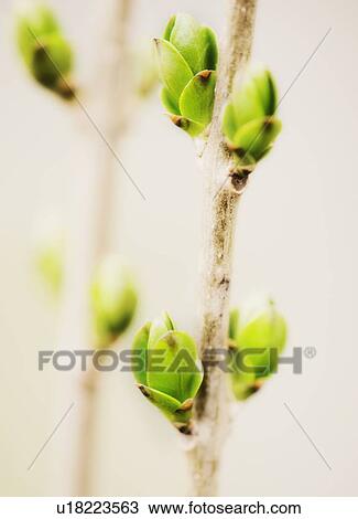 Close up of green buds on branch View Large Photo Image Stock Image - Close up of green buds on branch. Fotosearch