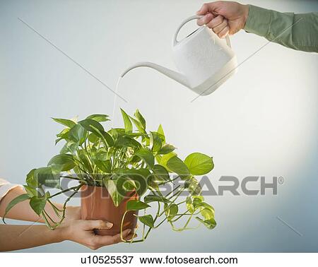 Stock Photo - Close up of man's and woman's hands watering potted plant, studio shot. Fotosearch