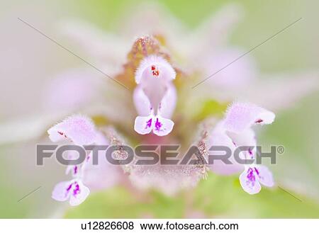 Close up of pink flowers View Large Photo Image Stock Photo - Close up of pink flowers. Fotosearch