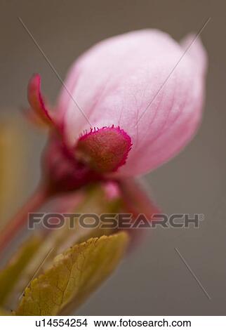 Close-up of spring blossom View Large Photo Image Picture - Close-up of spring blossom. Fotosearch