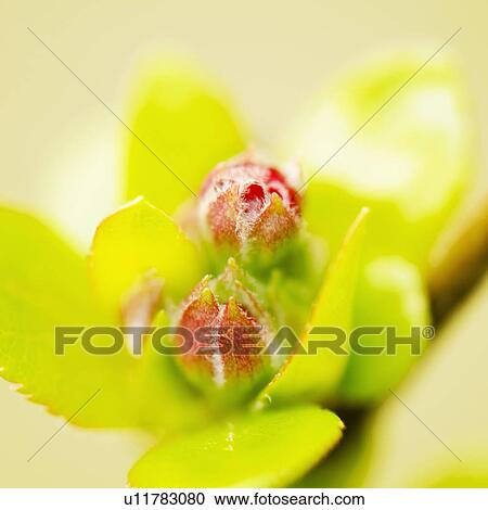 Close-up of spring blossom View Large Photo Image Stock Image - Close-up of spring blossom. Fotosearch