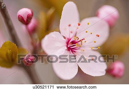 Stock Image - Close-up of spring blossom. Fotosearch