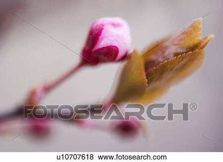 Close-up of spring blossom View Large Photo Image Stock Photo - Close-up of spring blossom. Fotosearch