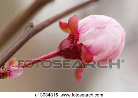 Close-up of spring blossom View Large Photo Image Stock Photography - Close-up of spring blossom. Fotosearch