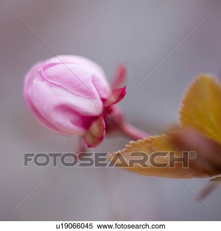 Stock Photography - Close-up of spring blossom. Fotosearch