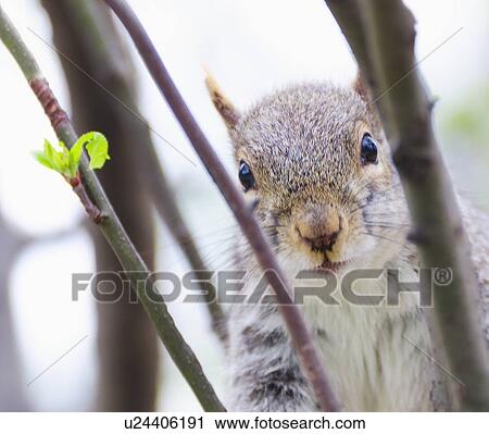 Close up of squirrel among branches View Large Photo Image Stock Image - Close up of squirrel among branches. Fotosearch