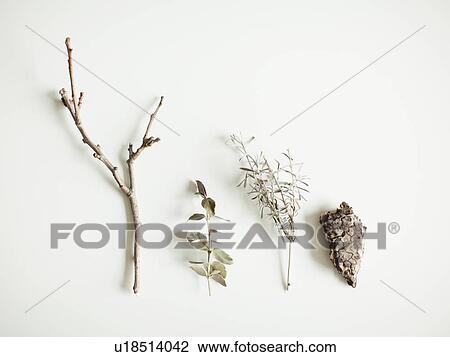 Close-up studio shot of various vegetation forms View Large Photo Image Stock Image - Close-up studio shot of various vegetation forms. Fotosearch