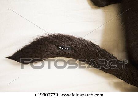 Close-up view of dog's tail View Large Photo Image Stock Photo - Close-up view of dog's tail. Fotosearch