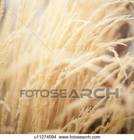 Picture - Close-up view of grass straws. Fotosearch