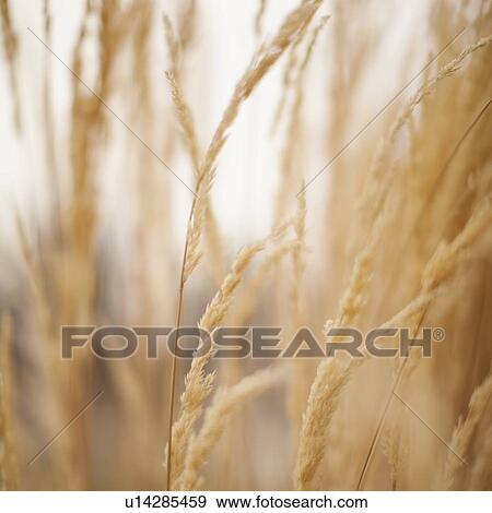 Close-up view of grass straws View Large Photo Image Stock Photo - Close-up view of grass straws. Fotosearch