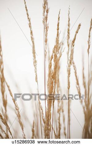 Close-up view of grass straws View Large Photo Image Stock Photo - Close-up view of grass straws. Fotosearch