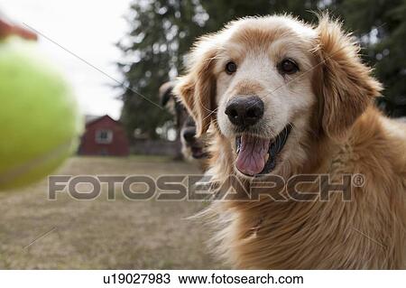 Cute Golden Retriever playing with tannins ball View Large Photo Image Stock Image - Cute Golden Retriever playing with tannins ball. Fotosearch