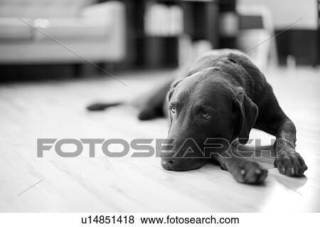 Stock Photo - Dog lying in living room. Fotosearch
