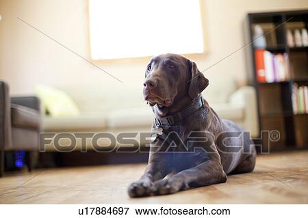Dog lying in living room View Large Photo Image Stock Photo - Dog lying in living room. Fotosearch