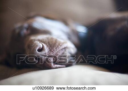 Stock Photo - Dog lying on sofa. Fotosearch