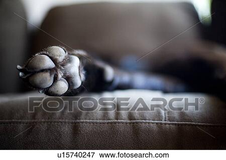 Dog lying on sofa View Large Photo Image Stock Photo - Dog lying on sofa. Fotosearch