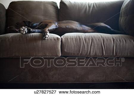 Stock Photo - Dog lying on sofa. Fotosearch