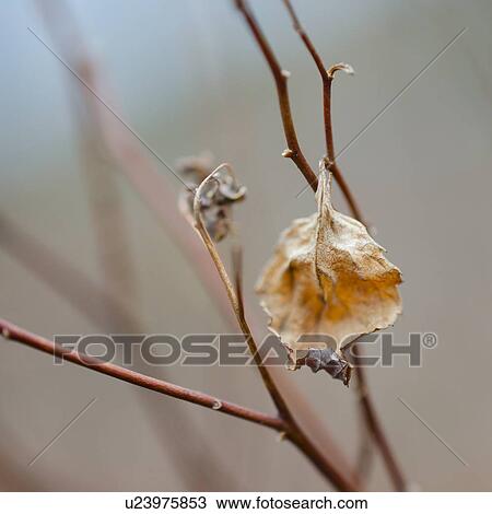 Dried leaf View Large Photo Image Stock Image - Dried leaf. Fotosearch