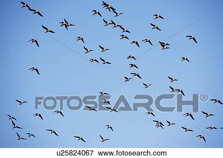 Stock Photo - Flock of birds on blue sky. Fotosearch