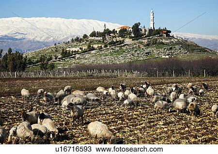 Stock Image - Flock of sheep in rural landscape. Fotosearch