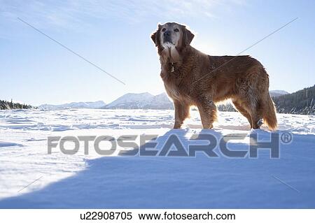 Golden Retriever standing in winter scenery View Large Photo Image Stock Photography - Golden Retriever standing in winter scenery. Fotosearch