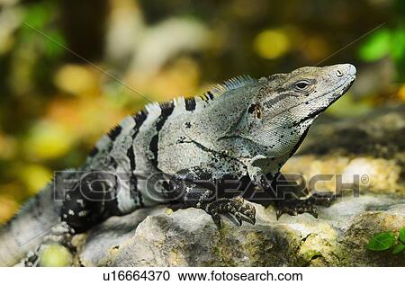 Stock Image - Iguana basking in sunlight. Fotosearch