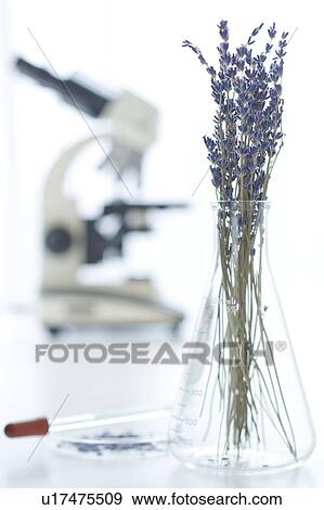 Lavender in beaker, microscope in background View Large Photo Image Stock Photo - Lavender in beaker, microscope in background. Fotosearch