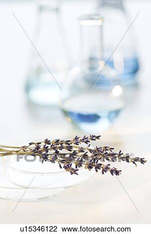 Stock Image - Lavender in laboratory. Fotosearch