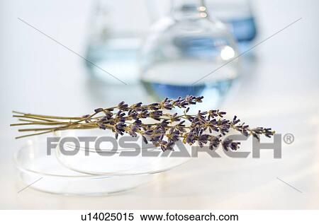 Stock Photography - Lavender in laboratory. Fotosearch