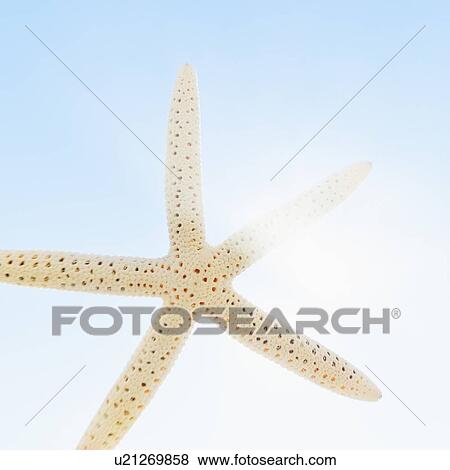 Mexico, Starfish against sky View Large Photo Image Stock Photo - Mexico, Starfish against sky. Fotosearch