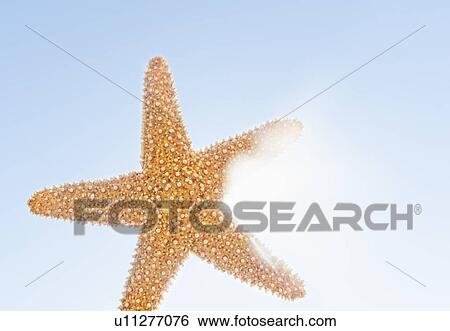 Mexico, Starfish against sky View Large Photo Image Stock Photograph - Mexico, Starfish against sky. Fotosearch