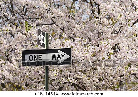 One way sign among cherry trees in blossom View Large Photo Image Picture - One way sign among cherry trees in blossom. Fotosearch