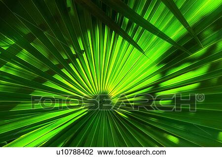 Palm frond View Large Photo Image Stock Image - Palm frond. Fotosearch