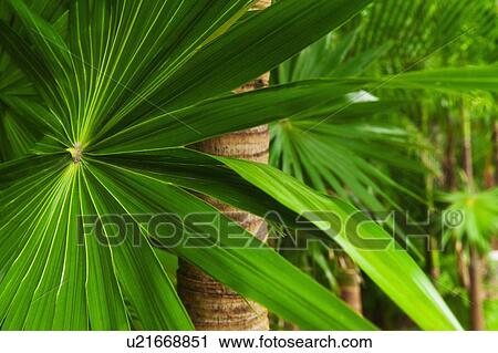 Stock Image - Palm frond. Fotosearch