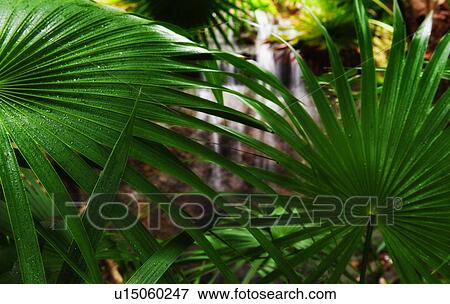 Palm frond View Large Photo Image Stock Photo - Palm frond. Fotosearch
