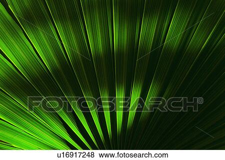 Palm frond View Large Photo Image Stock Photo - Palm frond. Fotosearch